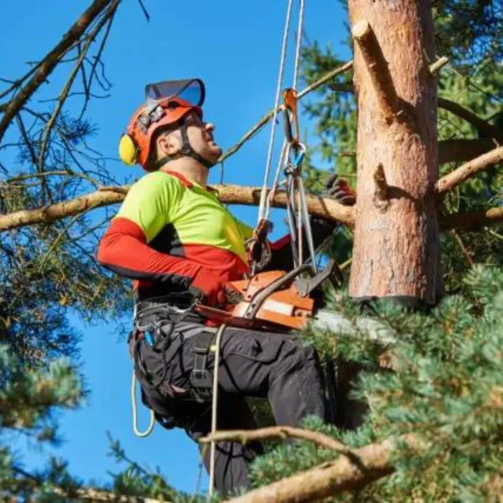 tree cutting