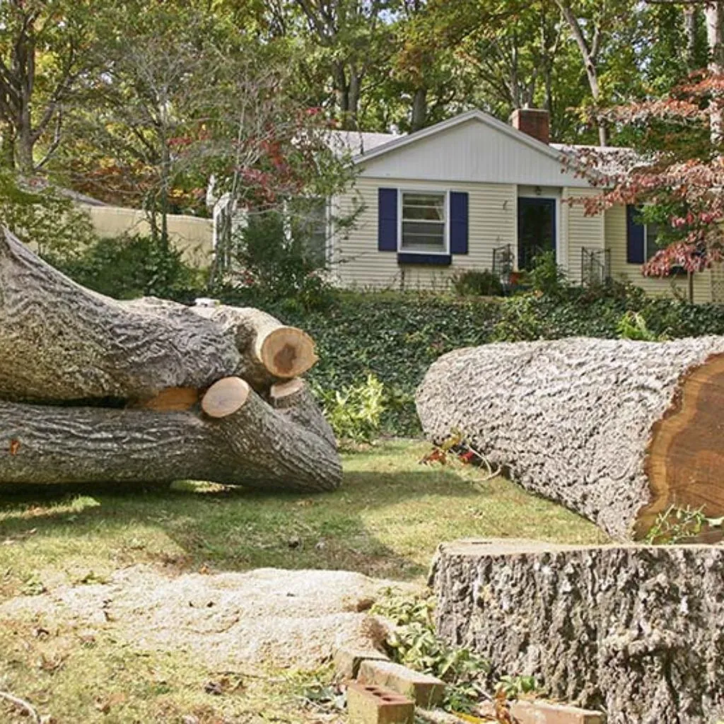 tree removal Pearland