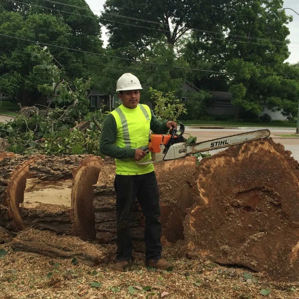 tree removal in Pearland