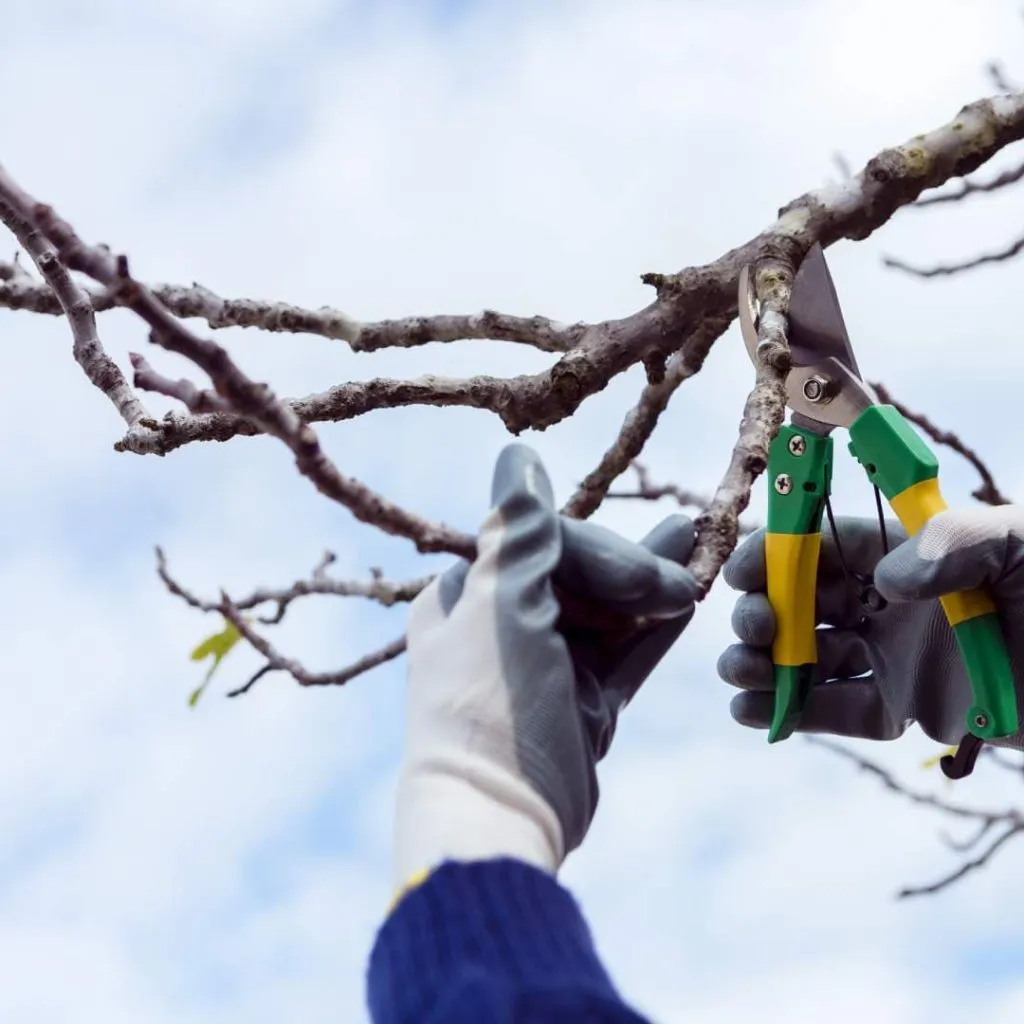 tree trimming Pearland