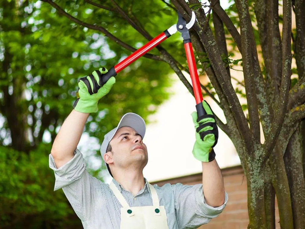 tree trimming